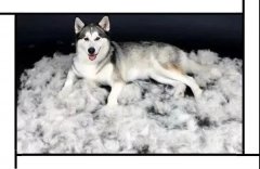 毛質(zhì)差、過(guò)度脫毛？華興重磅推出犬美毛處方糧